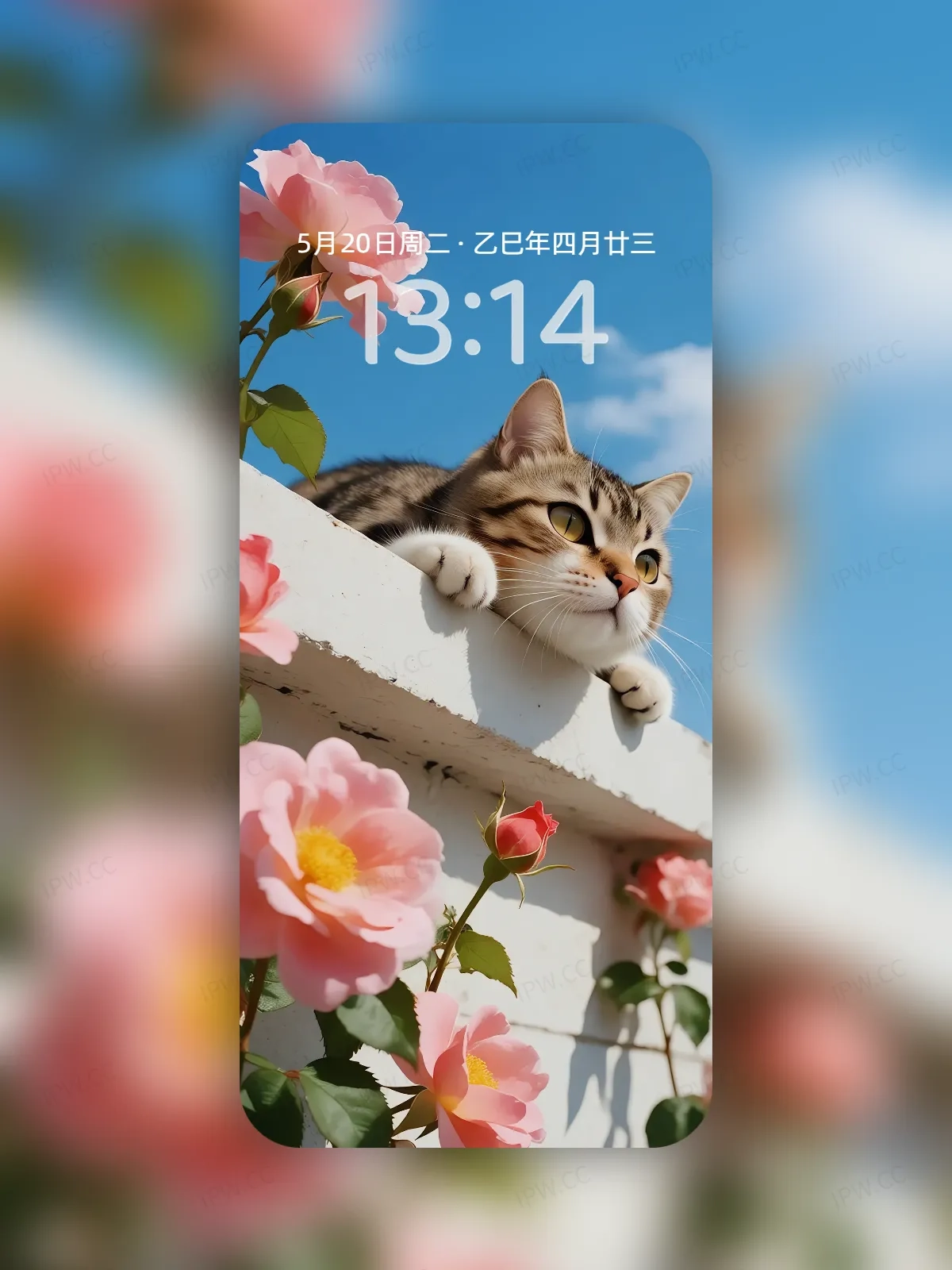 墙上的猫咪手机高清静态壁纸#20250801231745 4ed85284f563629