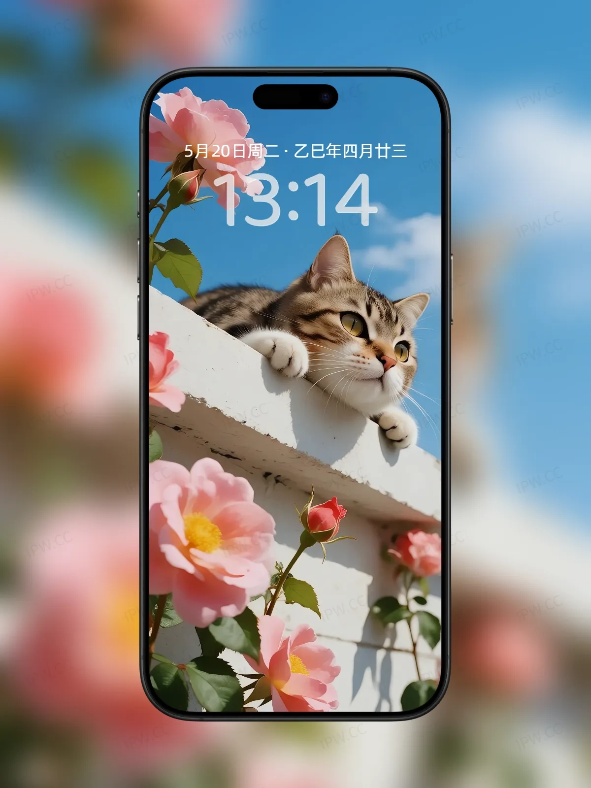 墙上的猫咪手机高清静态壁纸#20250801231745 6ff3b0189985449