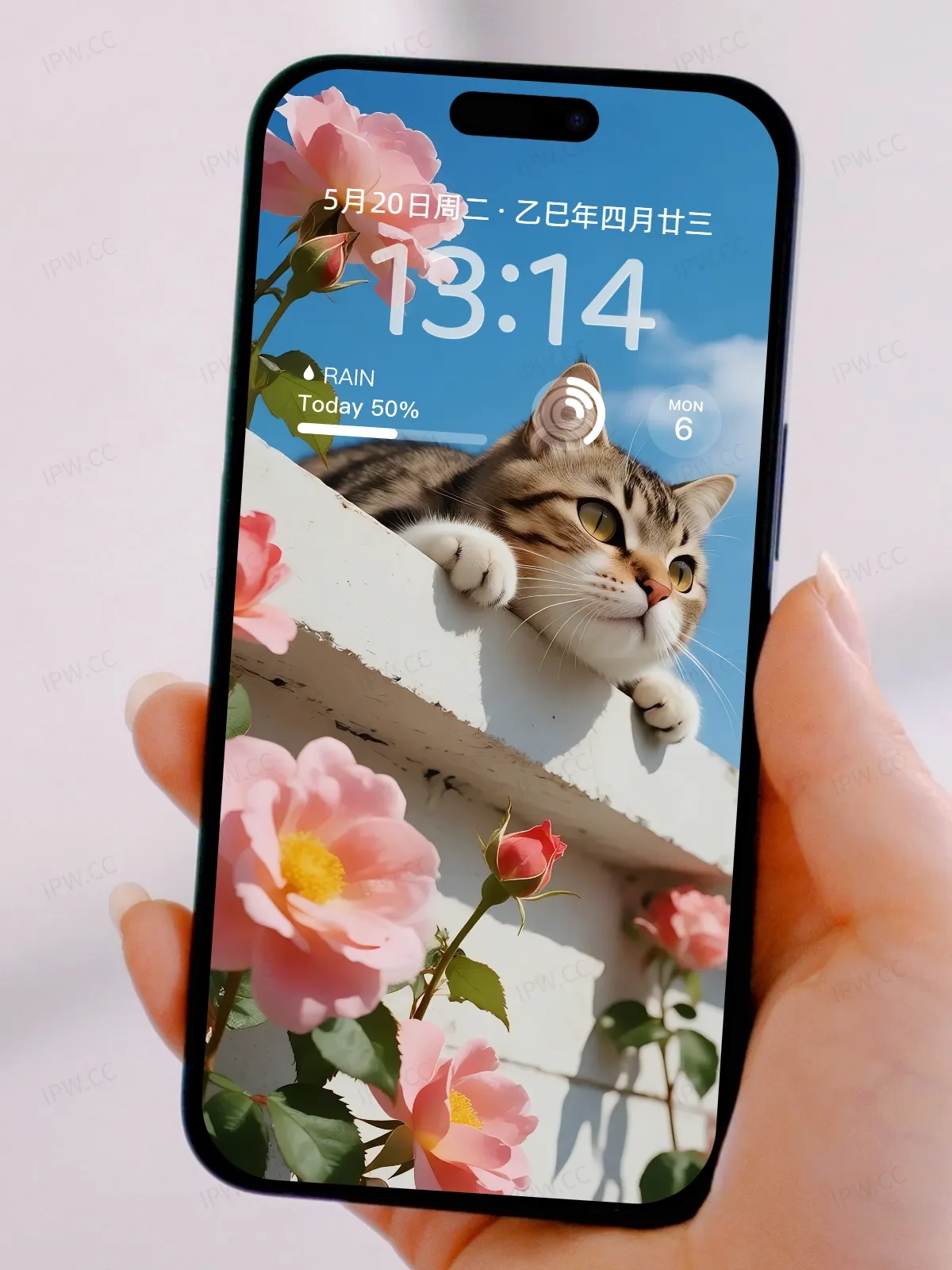 墙上的猫咪手机高清静态壁纸#20250801231745 f5bbda626e94ed8